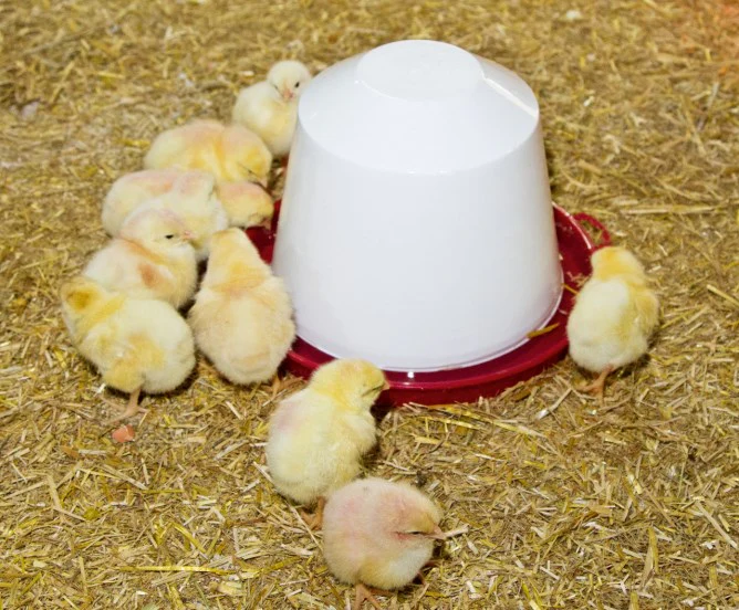 Abbeveratoio per galline e pulcini - Image 3