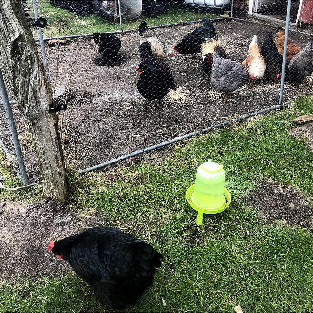 Abbeveratoio per Galline in Plastica Verde Chiaro - Image 6