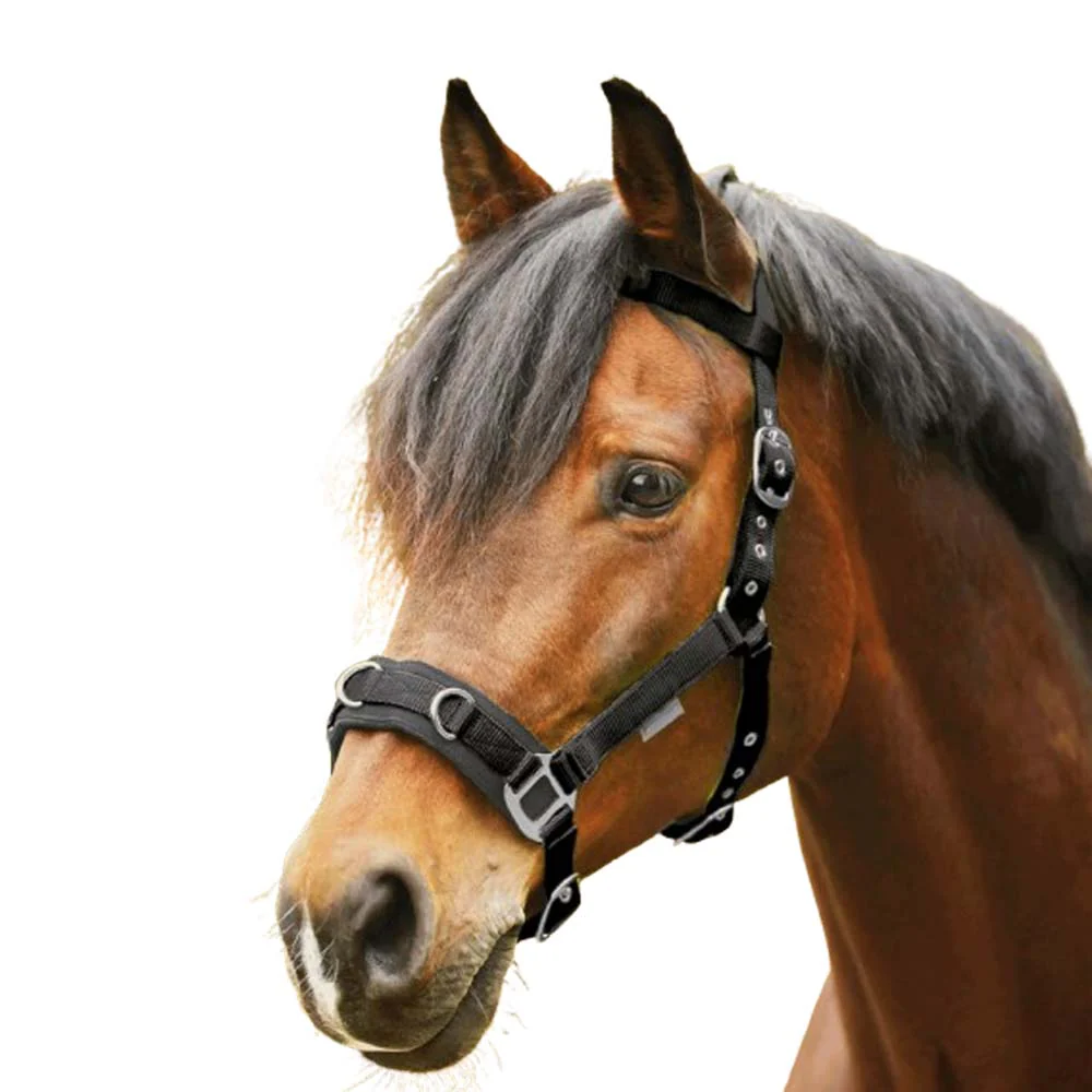 Capezza per pony - Image 5