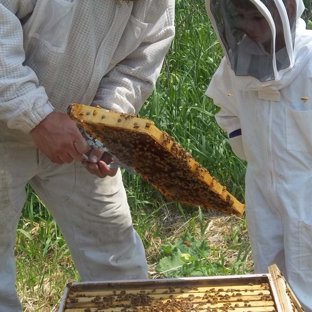 Cassetta per talee Api'deus® Foglia Dadant - Image 4