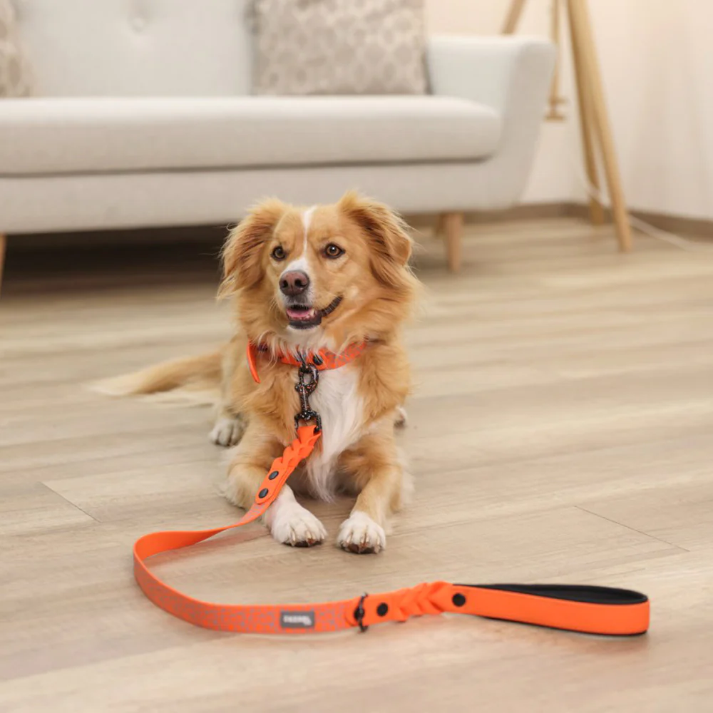 Collare per Cani Puno – Extra Resistente con Stampa Riflettente e Chiusura in Acciaio - Image 6