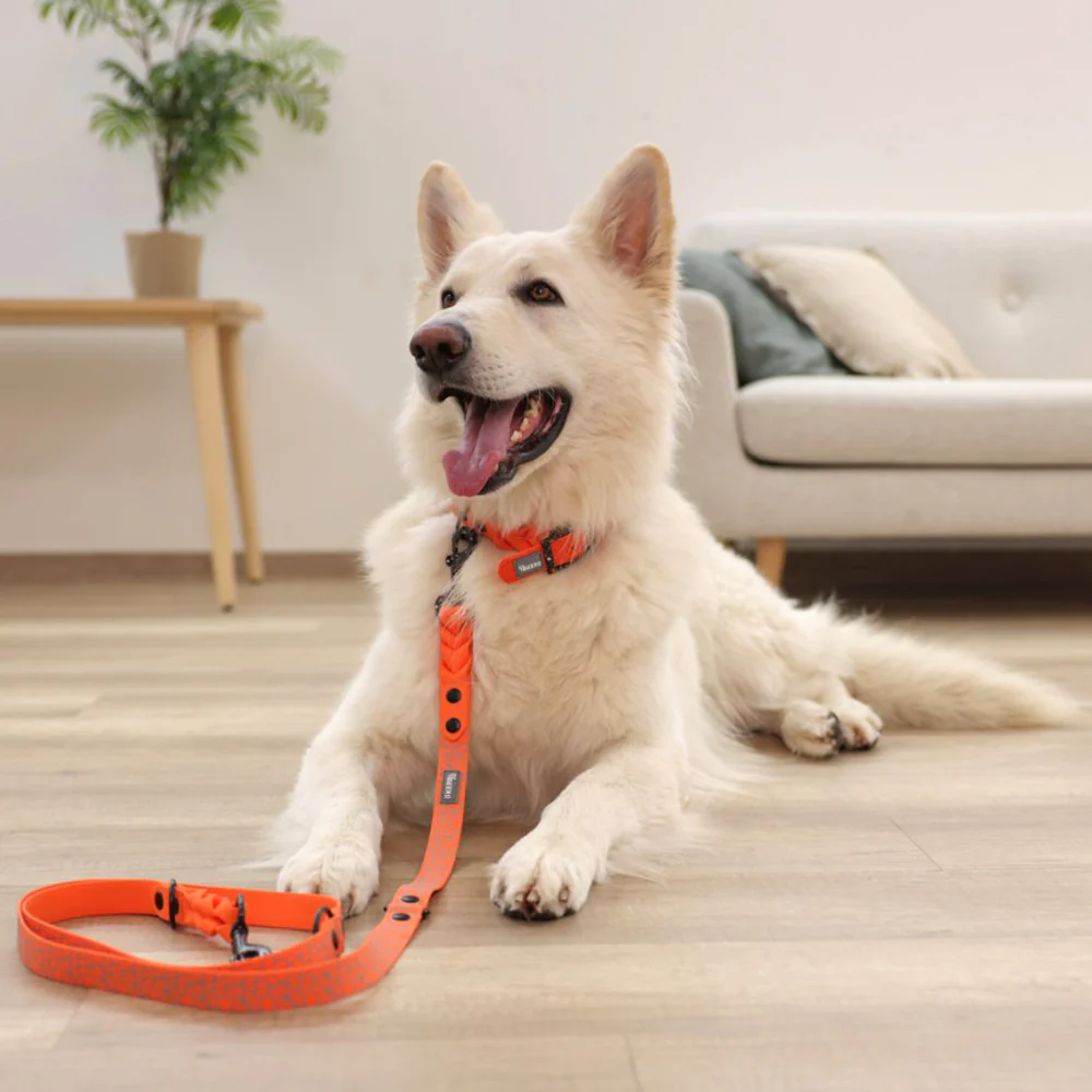 Collare per Cani Puno – Extra Resistente con Stampa Riflettente e Chiusura in Acciaio - Image 7