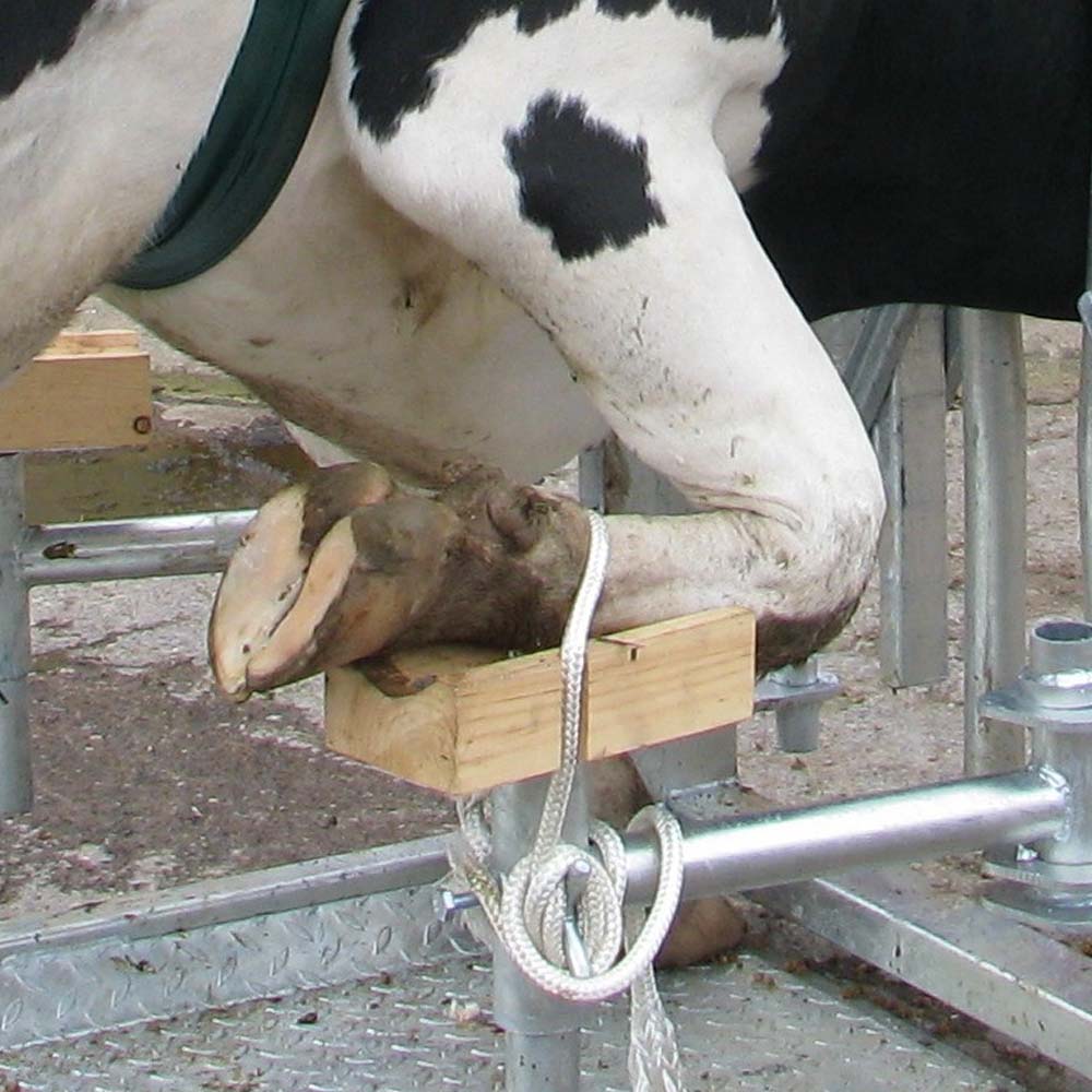 Disco Abrasivo Super Hoof 115 mm per Zoccoli e Corna - Image 10