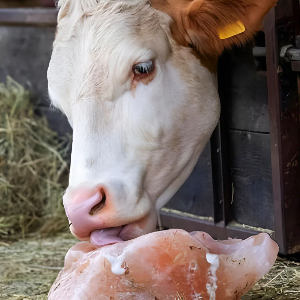 Himalaya Sale Blocchi Naturale e Puro, Fondamentale per il Mantenimento Ossa - Image 4