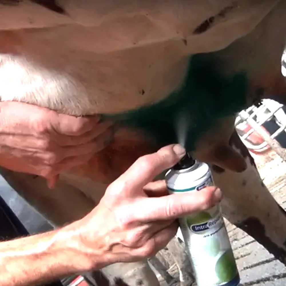 Intra Repiderma Spray per la Cura della Pelle e Degli Zoccoli - Image 5
