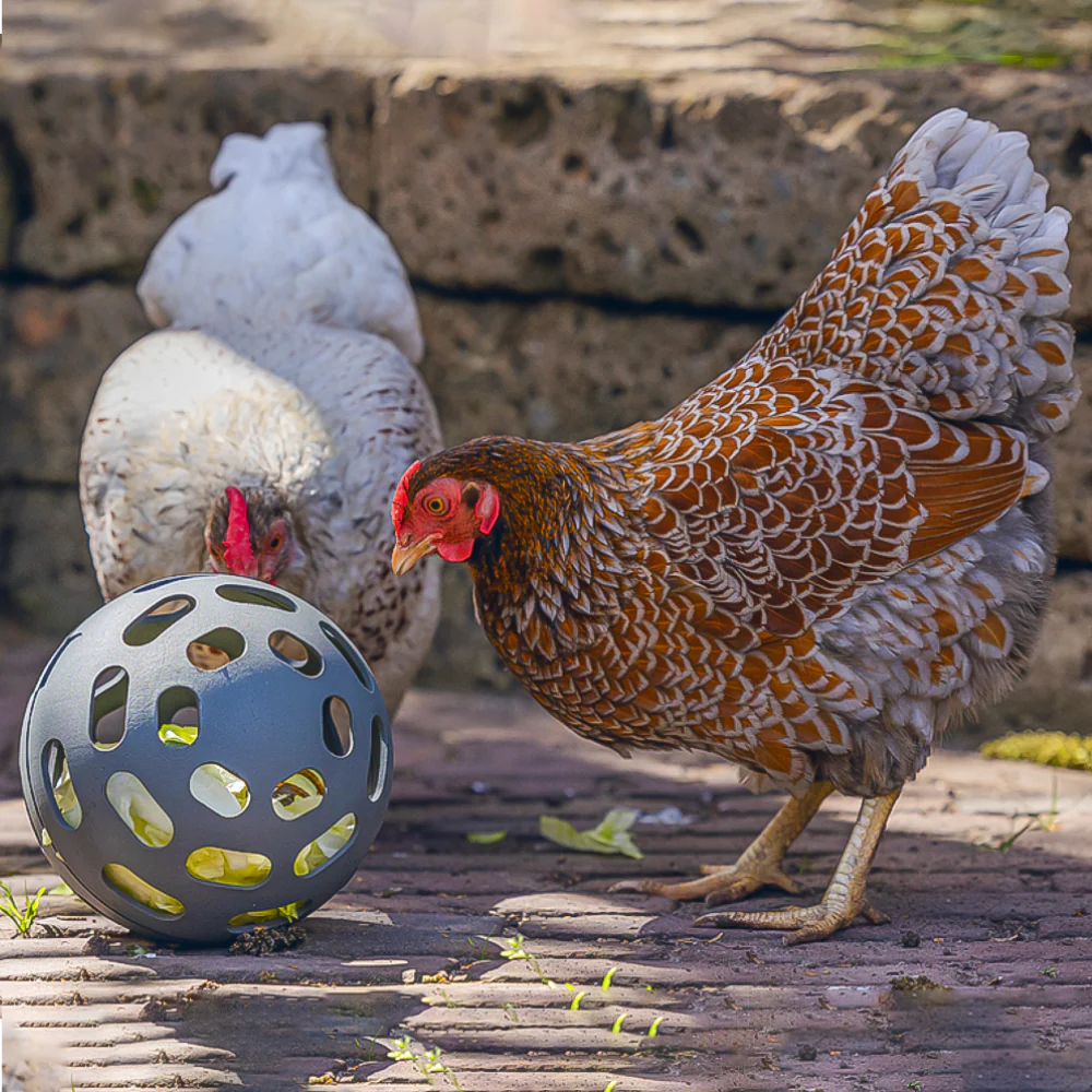 Palla Snack per Galline - 100% Plastica Riciclata | Ø 150mm | Ecologica - Image 4
