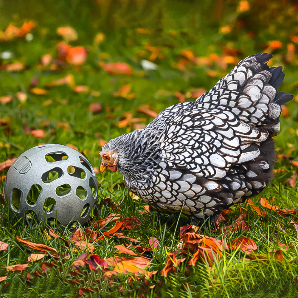 Palla Snack per Galline - 100% Plastica Riciclata | Ø 150mm | Ecologica - Image 7
