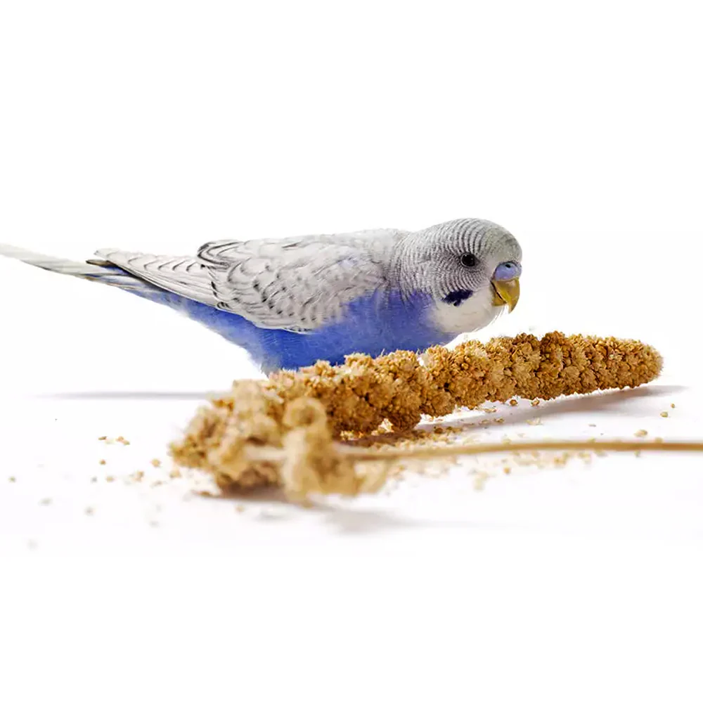 Panto Millet Coda Di Volpe 100g Alimentazione Naturale Per Uccello - Image 3