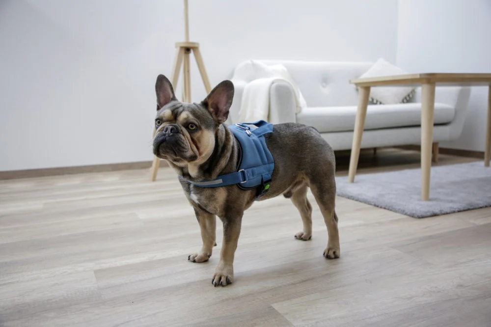 Pettorina Maestro 2.0 con Maniglia e Tubo Porta Indirizzo per Cani - Image 5
