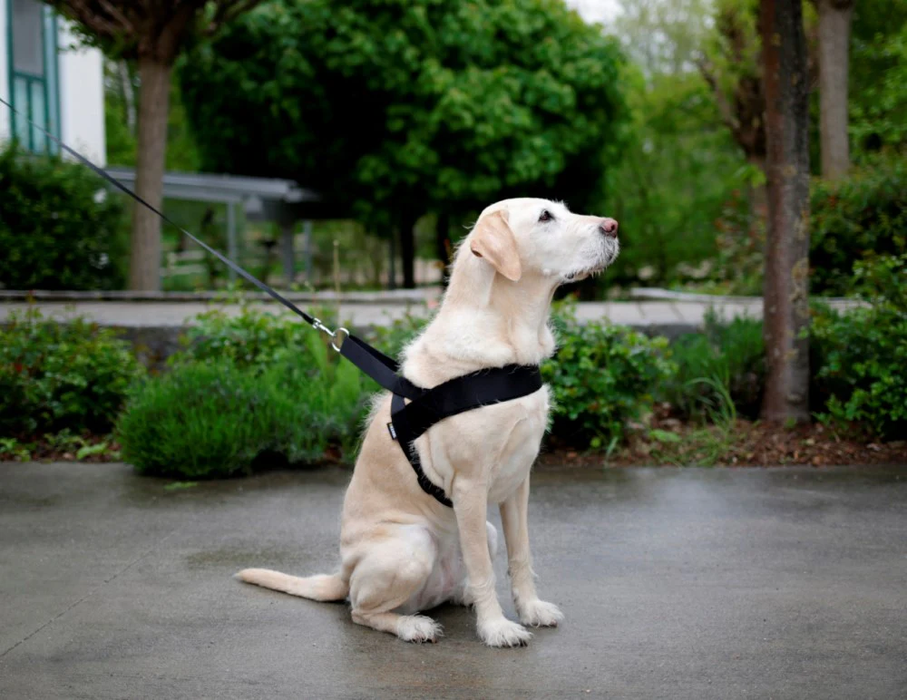 Pettorina Miami Plus per  cani - Image 5