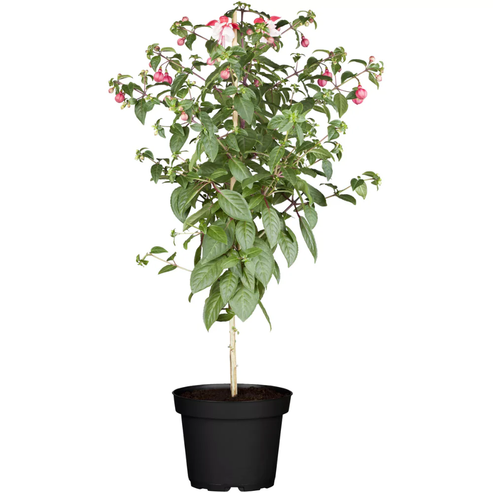 Piante Fuchsia alberello V.18cm
