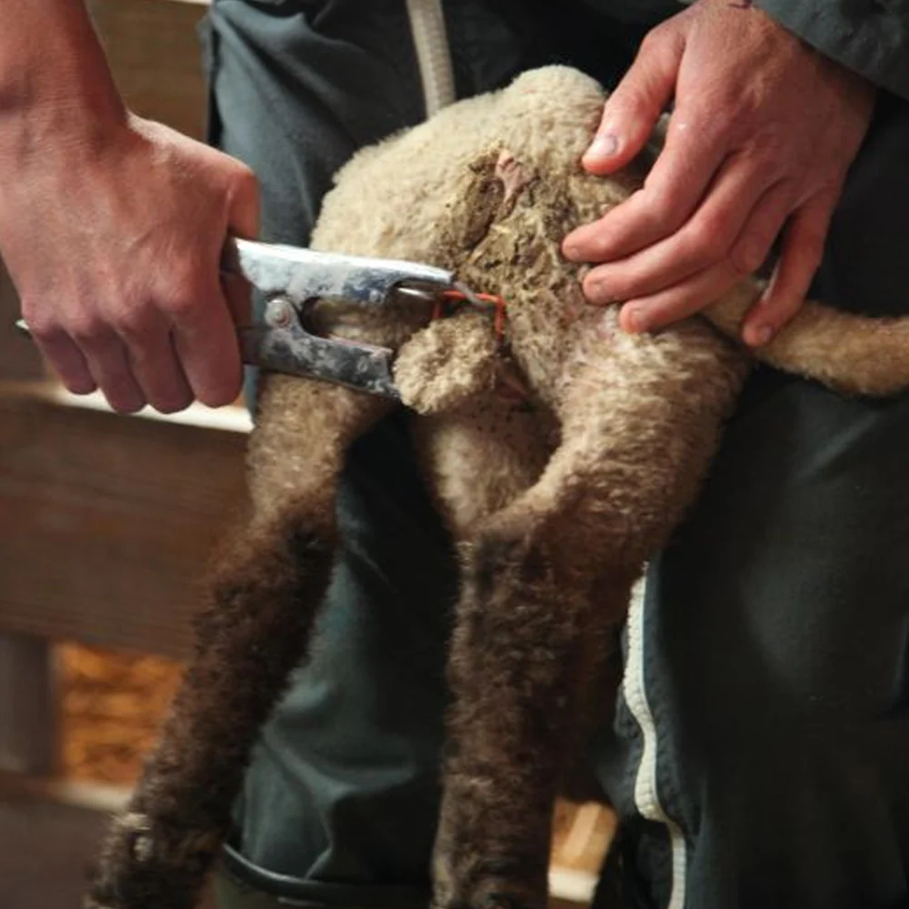 Pinza per Castrazione di Agnelli, Elastrator - Image 6
