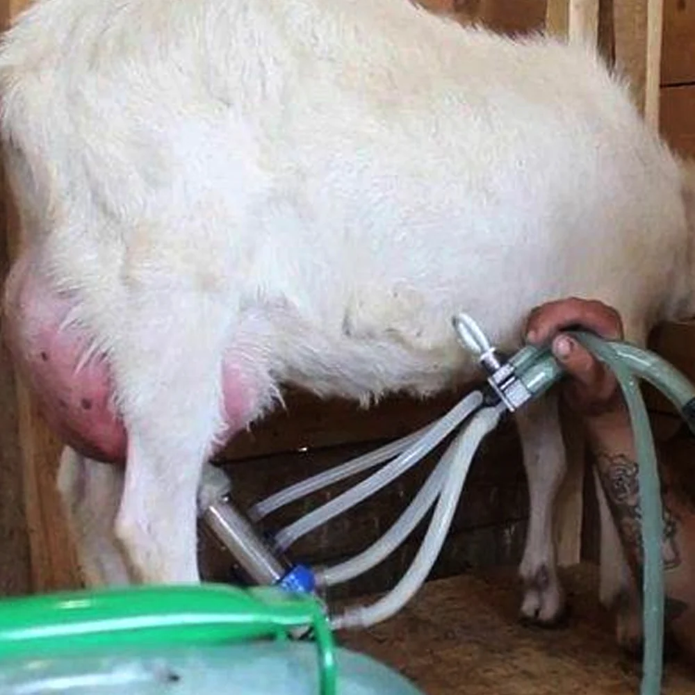 Secchio di Mungitura in Acciaio Inox da 25L per Pecore e Capre - Image 3