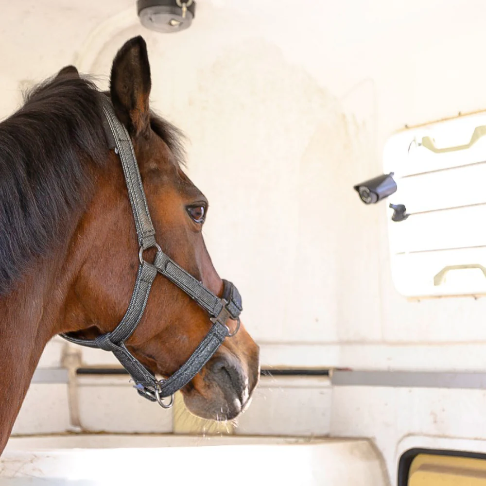 SmartCam HD  Videocamera Wireless per Sorveglianza Animali con Supporto Magnetico e Visione - Image 6
