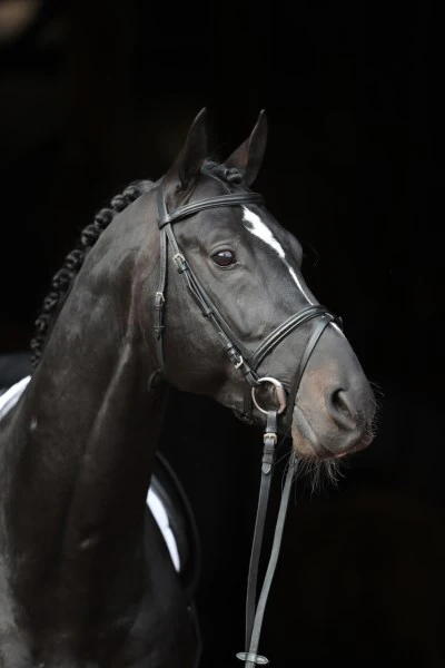 Snaffle Standard per Briglie - Image 7